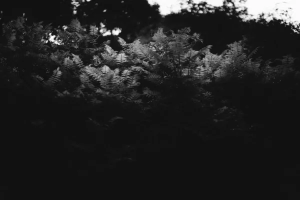 Fond Naturel Des Plantes Monochrome — Photo