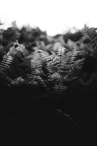 Natuurlijke Achtergrond Van Planten Monochroom — Stockfoto