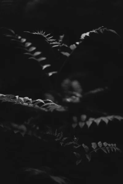 Natürlicher Hintergrund Aus Pflanzen Monochrom — Stockfoto