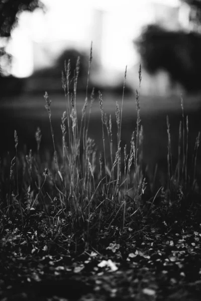 Fondo Natural Las Plantas Monocromo —  Fotos de Stock