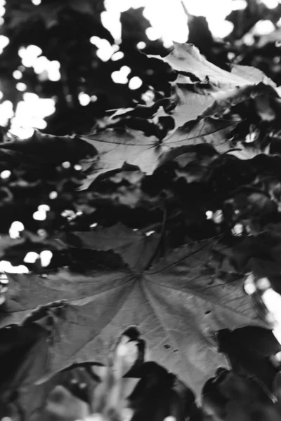 Natürlicher Hintergrund Aus Pflanzen Monochrom — Stockfoto