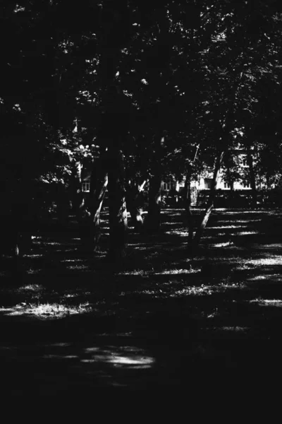 Natural Background Plants Monochrome — Stock Photo, Image