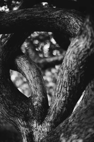 Floresta Mágica Raízes Ramos Foto Preto Branco — Fotografia de Stock