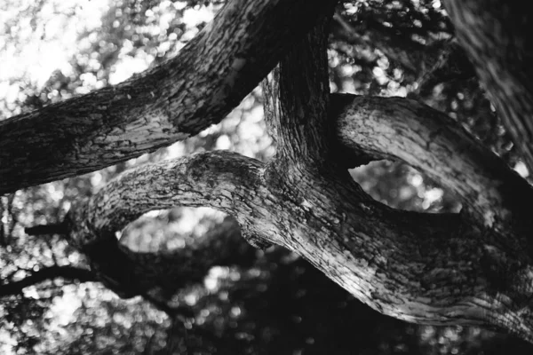 Magic Forest Roots Branches Black White Photo — Stock Photo, Image