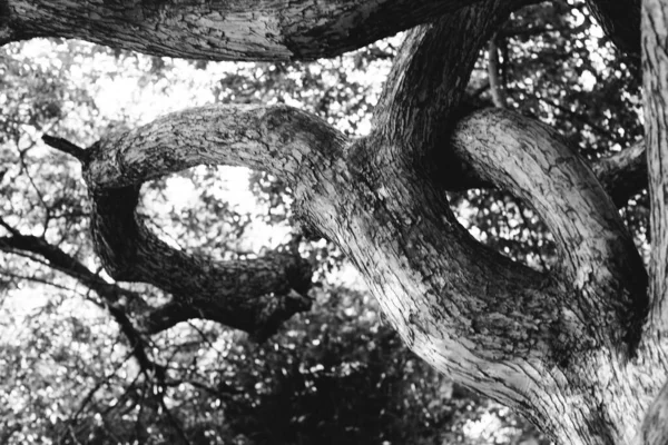 magic forest, roots and branches,black and white photo