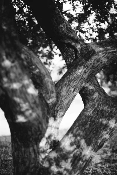 Kouzelný Les Kořeny Větve Černobílá Fotografie — Stock fotografie