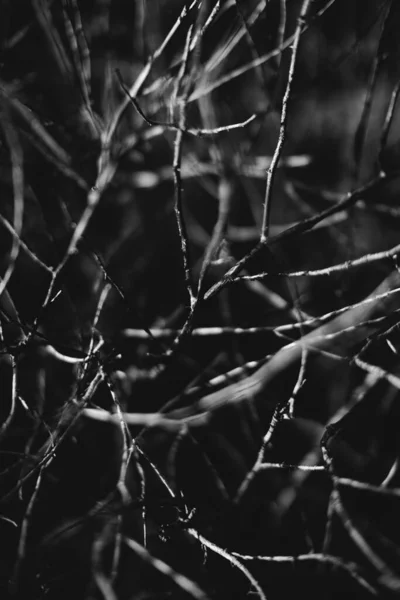 Sihirli Orman Kökler Dallar Siyah Beyaz Fotoğraf — Stok fotoğraf