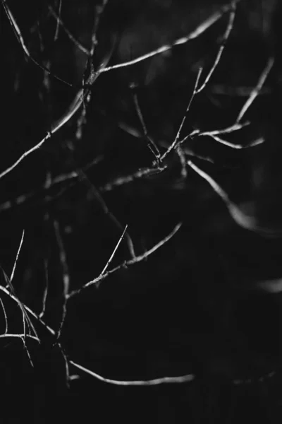 Волшебный Лес Корни Ветви Черно Белое Фото — стоковое фото