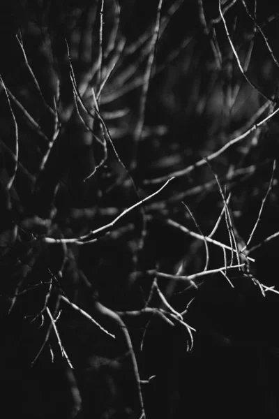 Чарівний Ліс Коріння Гілки Чорно Біле Фото — стокове фото