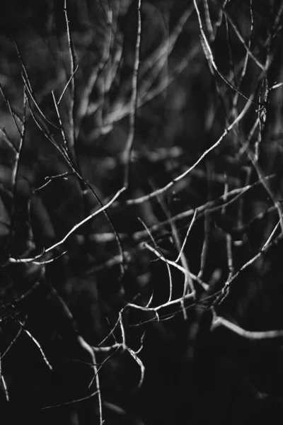 Forêt Magique Racines Branches Photo Noir Blanc — Photo