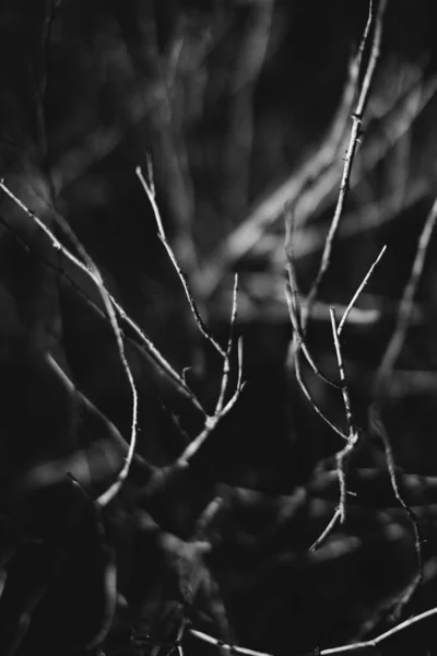magic forest, roots and branches,black and white photo