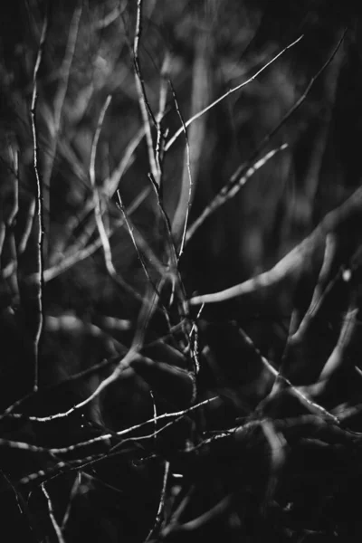 Magic Forest Roots Branches Black White Photo — Stock Photo, Image