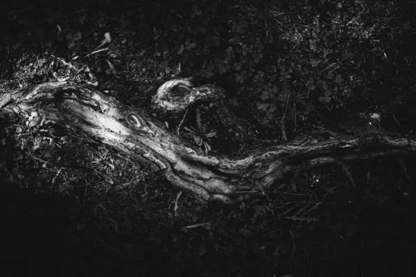 magic forest, roots and branches,black and white photo