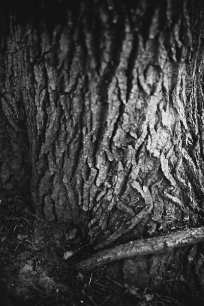 마법의 뿌리와 — 스톡 사진