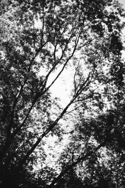 Bosque Mágico Raíces Ramas Foto Blanco Negro —  Fotos de Stock