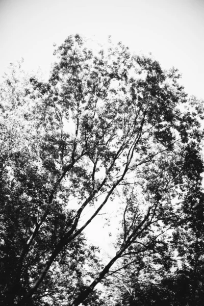 Bosque Mágico Raíces Ramas Foto Blanco Negro — Foto de Stock