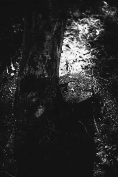 Zauberwald Wurzeln Und Äste Schwarz Weiß Foto — Stockfoto