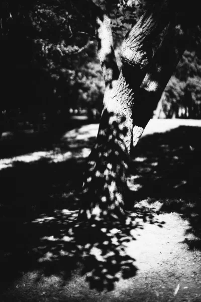 Kouzelný Les Kořeny Větve Černobílá Fotografie — Stock fotografie