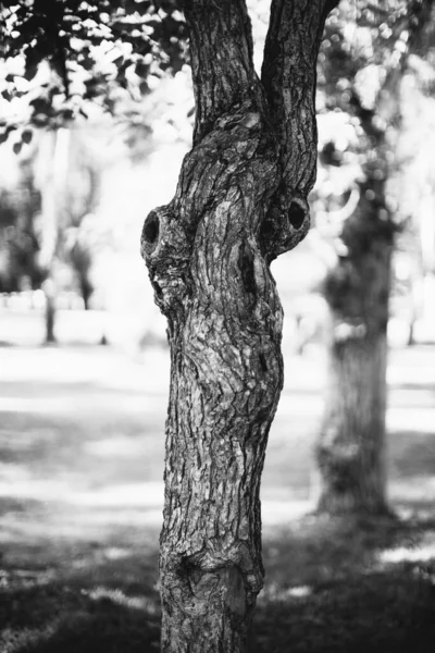 Bosque Mágico Raíces Ramas Foto Blanco Negro —  Fotos de Stock