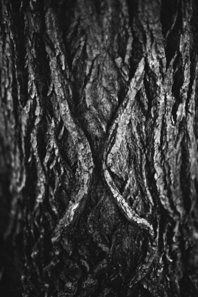 Magische Bos Wortels Takken Zwart Wit Foto — Stockfoto