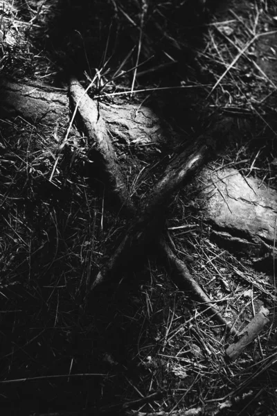 魔法の森根枝黒と白の写真 — ストック写真