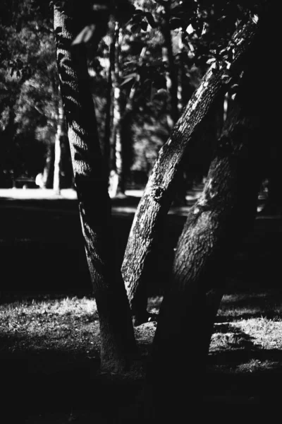 Magiczny Las Korzenie Gałęzie Zdjęcie Czarno Białe — Zdjęcie stockowe