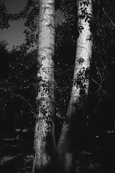 Μαγικό Δάσος Ρίζες Και Κλαδιά Ασπρόμαυρη Φωτογραφία — Φωτογραφία Αρχείου