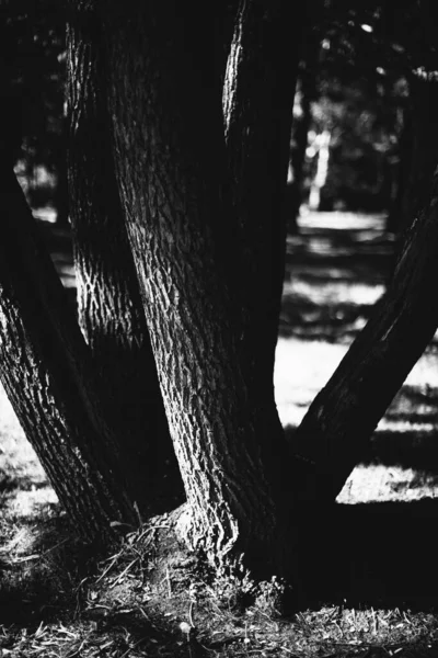 Bosque Mágico Raíces Ramas Foto Blanco Negro —  Fotos de Stock