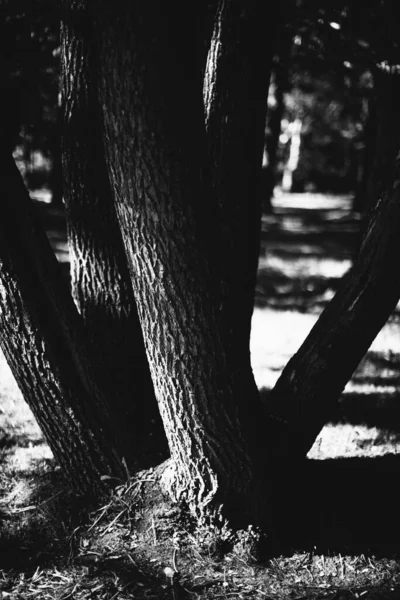 Forêt Magique Racines Branches Photo Noir Blanc — Photo