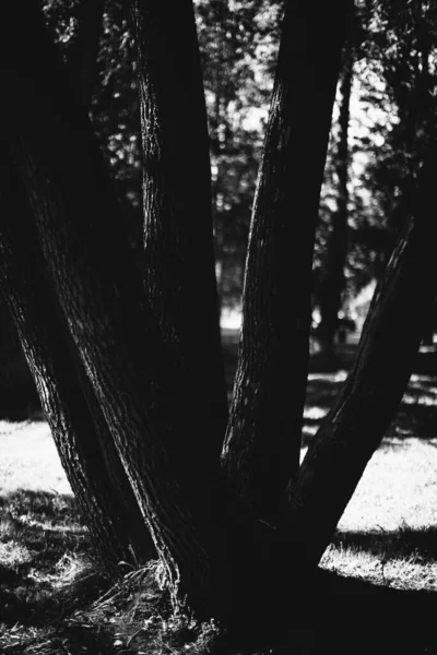 Magic Forest Roots Branches Black White Photo — Stock Photo, Image