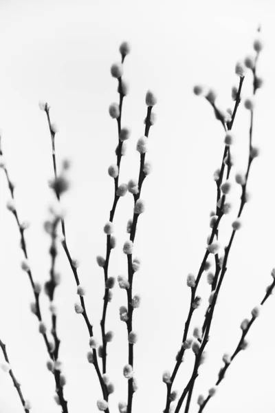 Herbarium Pussies Bouquet Flowers White Background — ストック写真