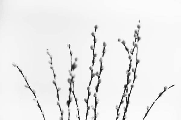 Herbarium Pussies Bouquet Flowers White Background — Zdjęcie stockowe