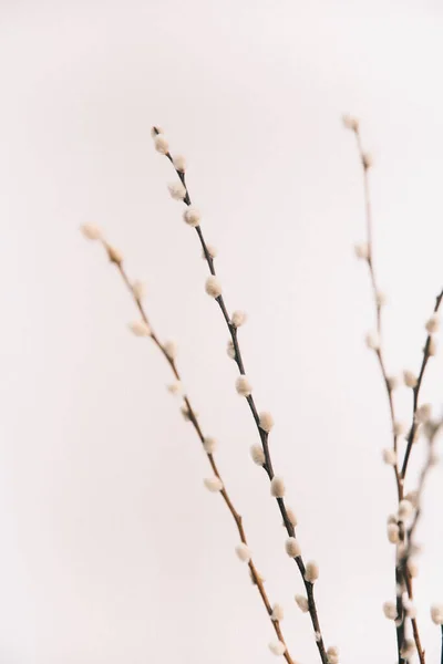 Herbarium Pussies Bouquet Flowers White Background — Zdjęcie stockowe