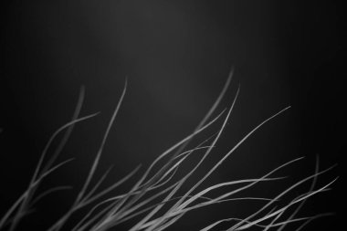 Stüdyo fotoğrafı siyah beyaz çiçekler ve bitkiler, siyah arkaplanda çiçekler.