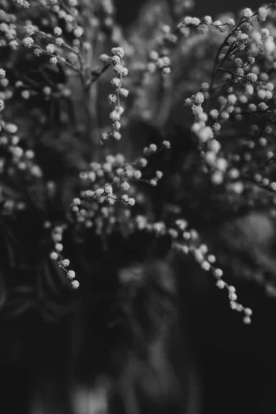 Estudio Foto Flores Plantas Blanco Negro Flores Sobre Fondo Negro — Foto de Stock