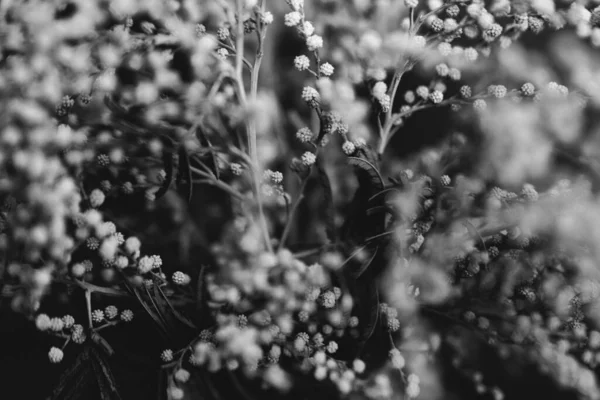 Studio Foto Bianco Nero Fiori Piante Fiori Sfondo Nero — Foto Stock