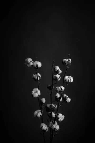 Estúdio Foto Preto Branco Flores Plantas Flores Sobre Fundo Preto — Fotografia de Stock