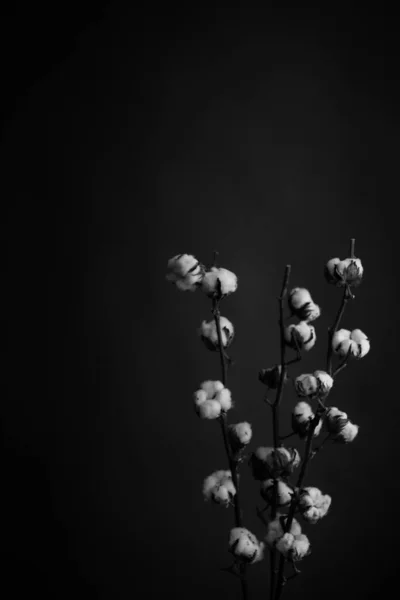 Estudio Foto Flores Plantas Blanco Negro Flores Sobre Fondo Negro — Foto de Stock