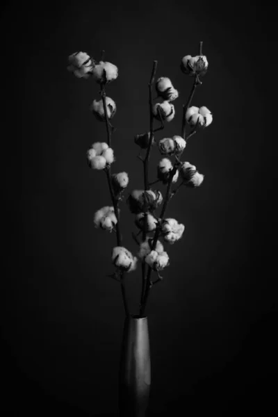 Studio Photo Fleurs Plantes Noir Blanc Fleurs Sur Fond Noir — Photo