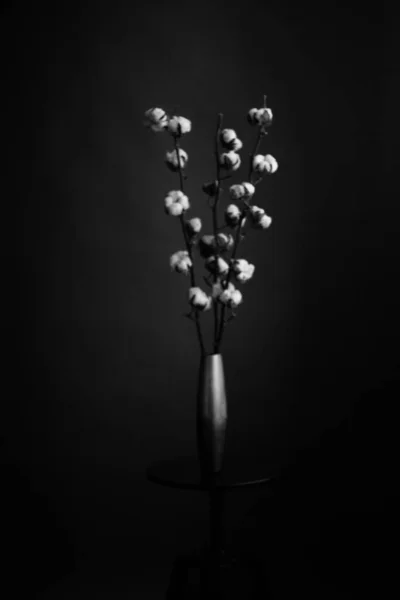 Stúdió Fotó Fekete Fehér Virágok Növények Virágok Fekete Alapon — Stock Fotó