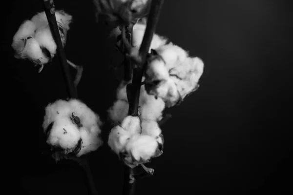 Estudio Foto Flores Plantas Blanco Negro Flores Sobre Fondo Negro — Foto de Stock