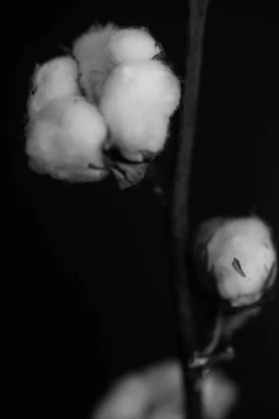 Estudio Foto Flores Plantas Blanco Negro Flores Sobre Fondo Negro — Foto de Stock