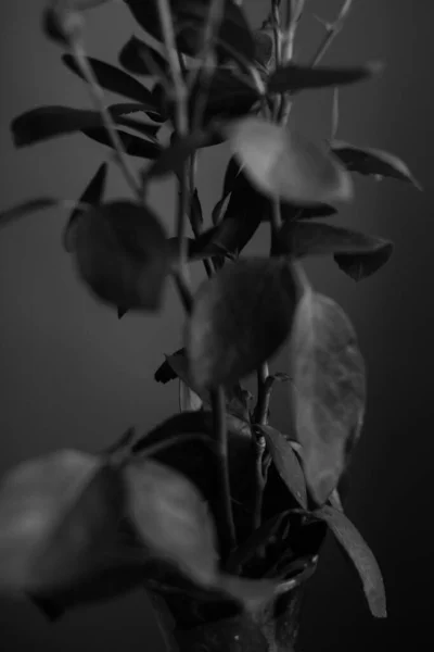 Studio Fotografie Černé Bílé Květy Rostliny Květiny Černém Pozadí — Stock fotografie