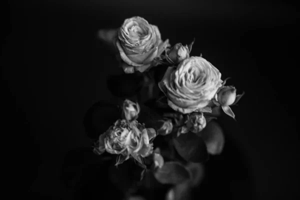 Studio Photo Fleurs Plantes Noir Blanc Fleurs Sur Fond Noir — Photo