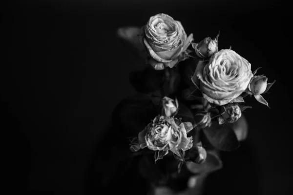 Studio Zdjęcie Czarno Białe Kwiaty Rośliny Kwiaty Czarnym Tle — Zdjęcie stockowe