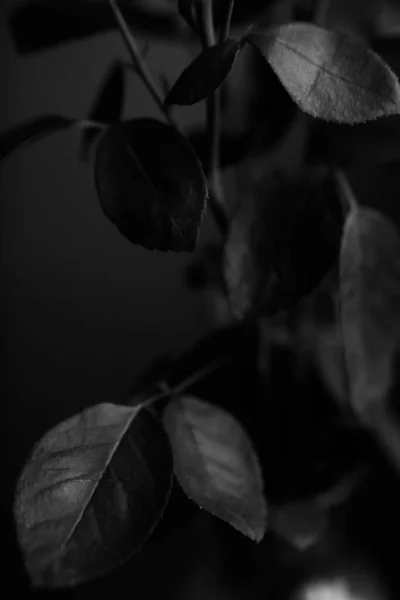 Studio Photo Black White Flowers Plants Flowers Black Background — Stock Photo, Image