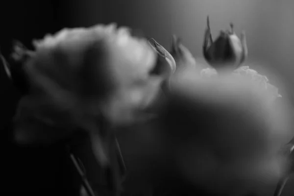 Studio Photo Fleurs Plantes Noir Blanc Fleurs Sur Fond Noir — Photo