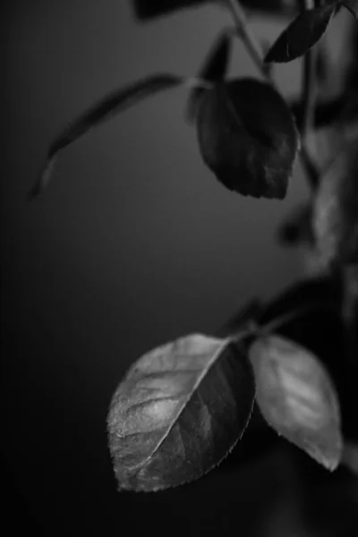 Stúdió Fotó Fekete Fehér Virágok Növények Virágok Fekete Alapon — Stock Fotó