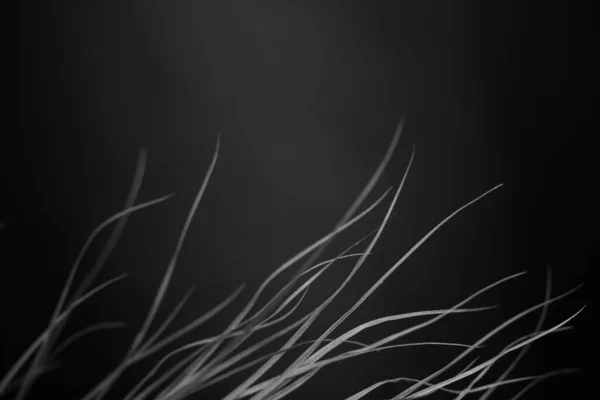 Черно Белые Цветы Растения Цветы Черном Фоне — стоковое фото