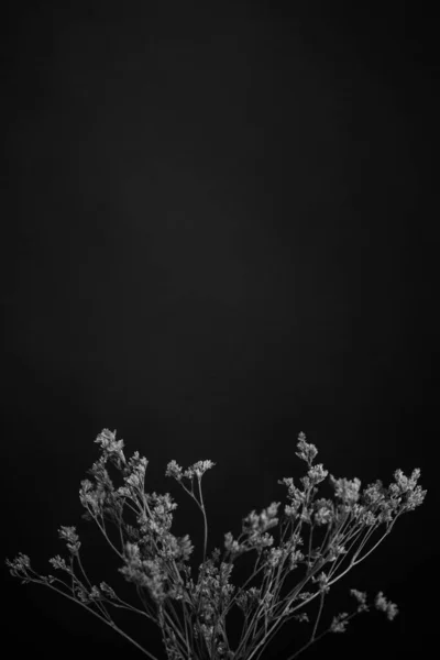 Estudio Foto Flores Plantas Blanco Negro Flores Sobre Fondo Negro —  Fotos de Stock